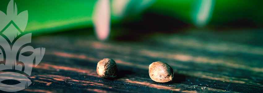 Is It Possible to Sex Cannabis Seeds?